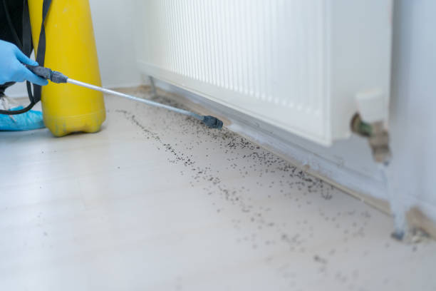 Best Flea Control Services  in Brightwood, VA